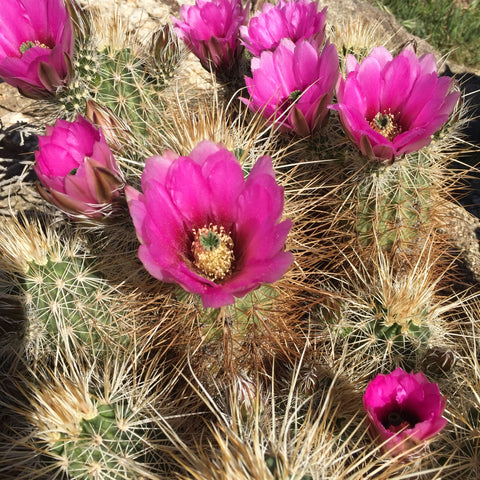 inspirational California desert bloom