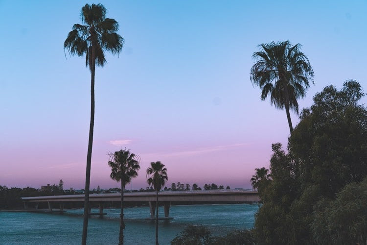 palm trees and a purple and blue sunset