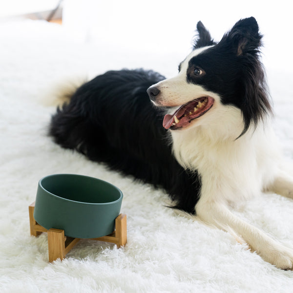 a green tilted dog bowl on the left of a black-white border collie