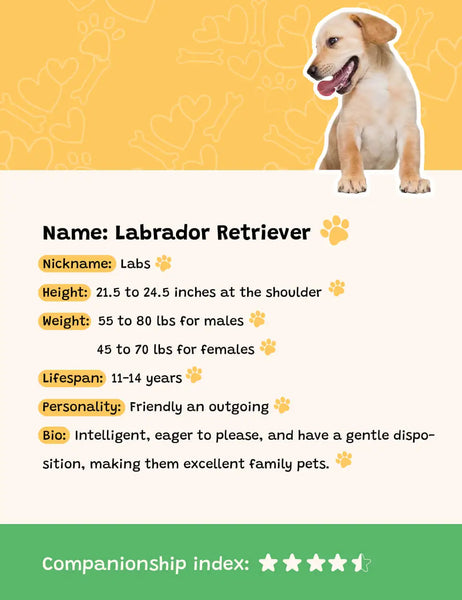 General Information of Labrador Retrievers