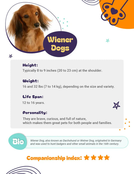 general information about wiener dog
