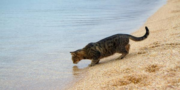 Cats can drink seawater.