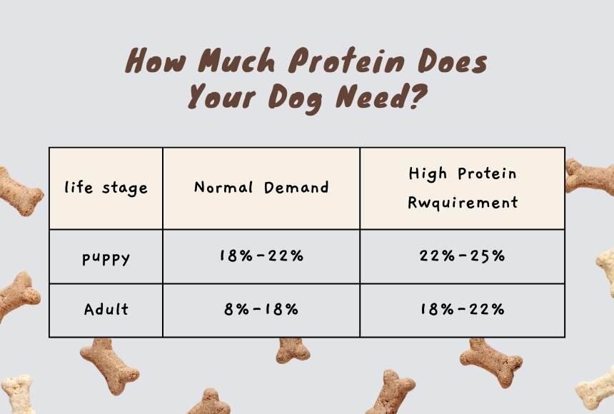 How Much Protein Does Your Dog Need?