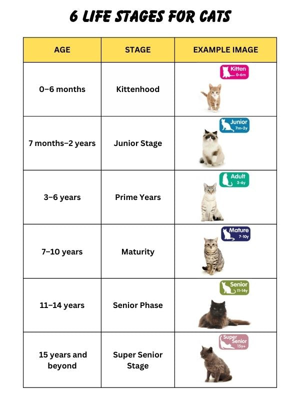 6 Life Stages for Cats