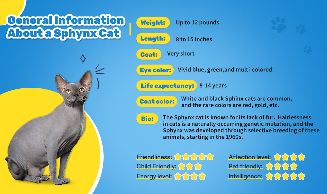 General Information about a Sphynx Cat