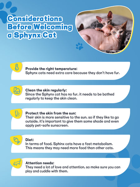Considerations Before Welcoming a Sphynx Cat
