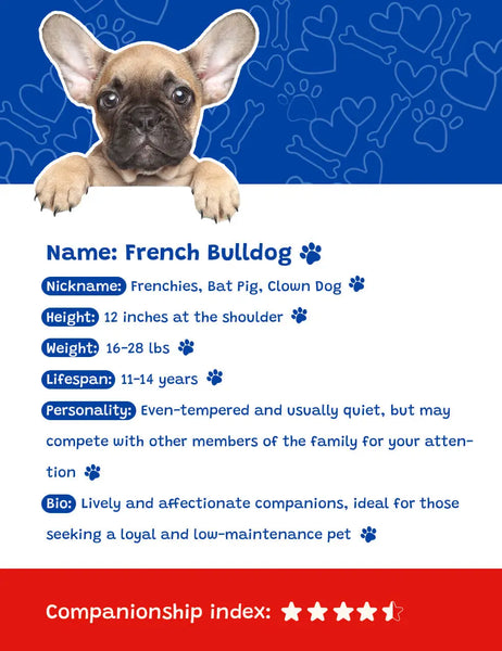 General Information of French Bulldogs