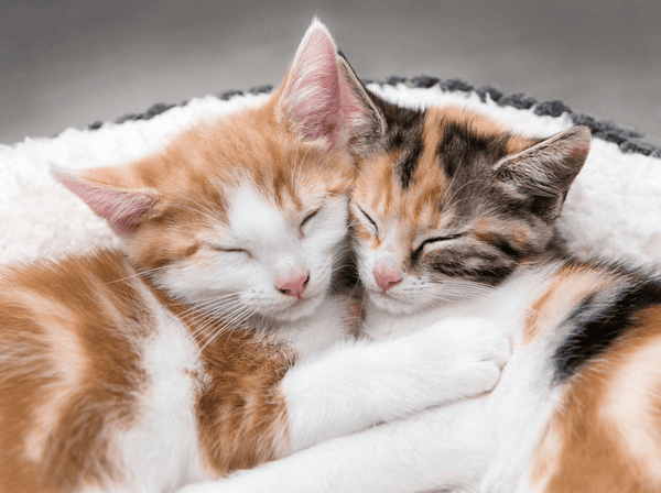 Cats spend 70% of their lives sleeping