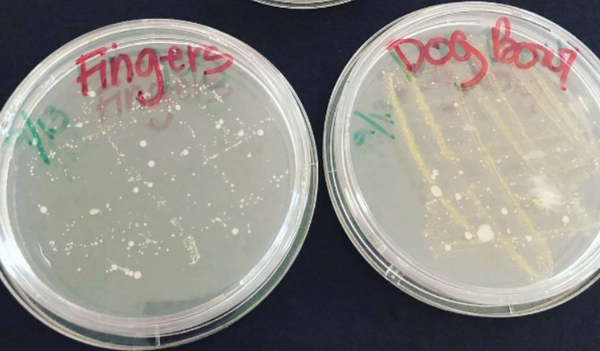 bacteria in dog food bowl