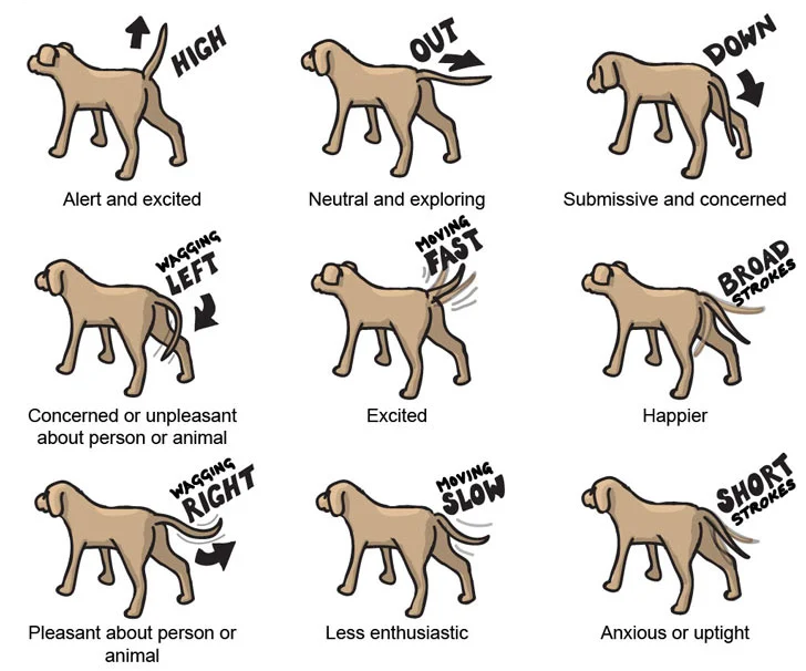 How to Read a Dog’s Tail Wag