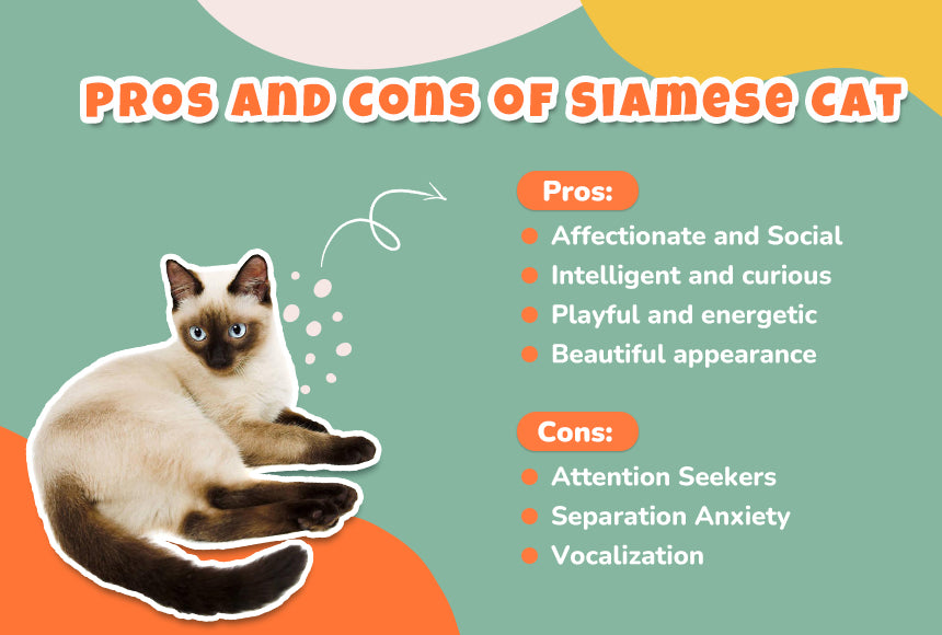 Pros and Cons of Siamese Cat