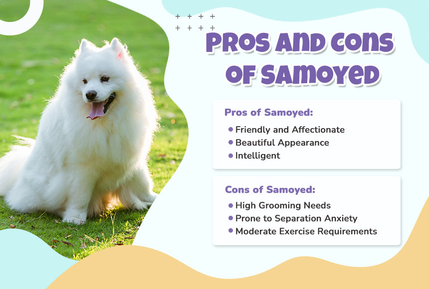 Pros and Cons of Samoyed