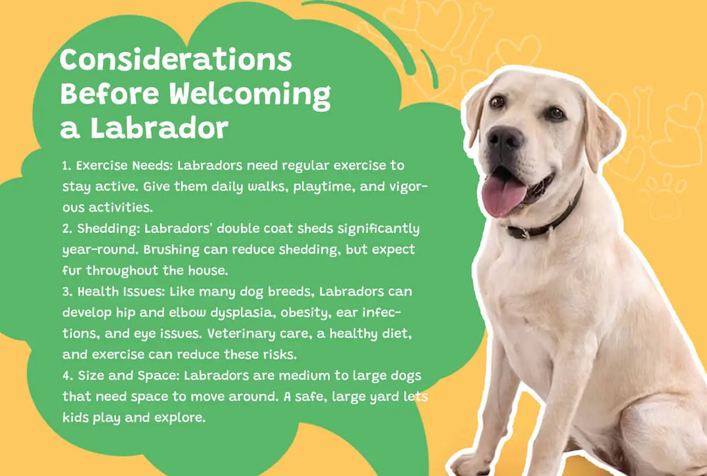 Considerations Before Welcoming a Labrador