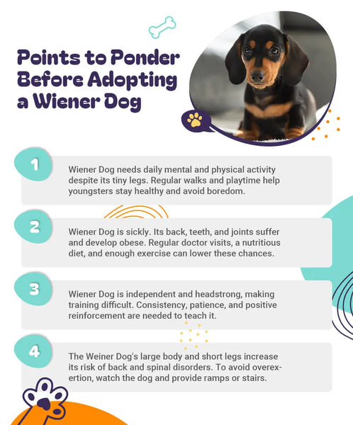 Points to Ponder Before Adopting a Wiener Dog 