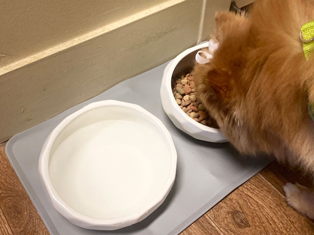 a dog is eating food from the Slanted bowl