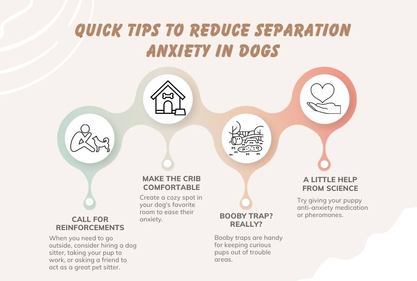 Quick tips to reduce separation anxiety in dogs