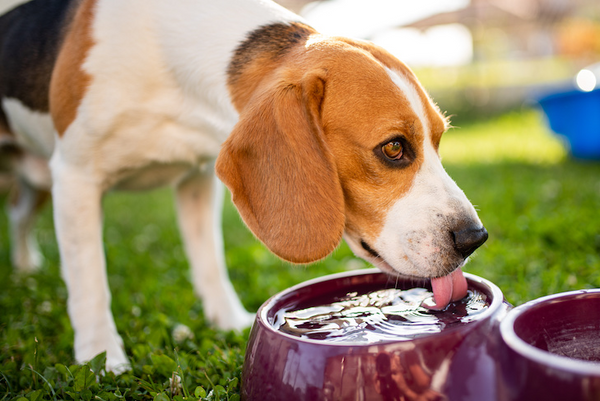 dog water bowl height