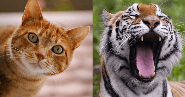 House cats share a whopping 95.6% of their genetic makeup with tigers.
