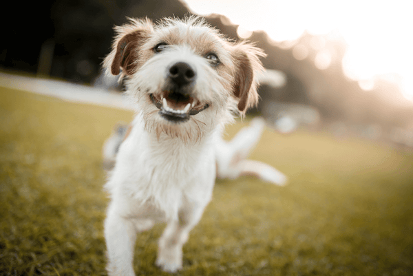 Why Do Dogs Wag Their Tails-Happy dog