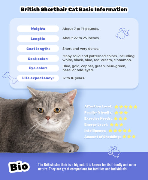 General Information about a British Shorthair Cat