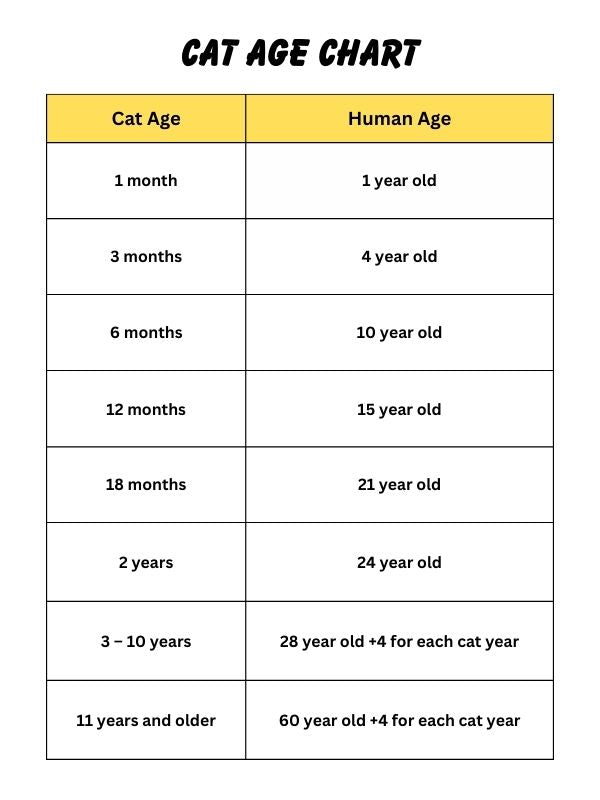 Cat Age Chart: How Old Is My Cat in Human Years?