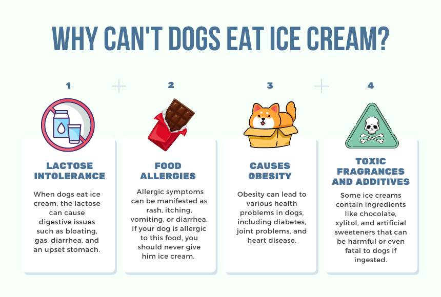 Why Can't Dogs Eat Ice Cream？