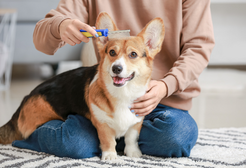 Brushing your dog at Home