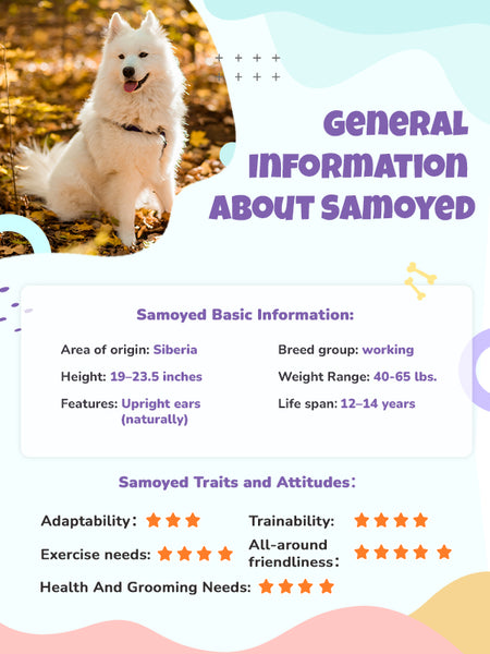 General Information about Samoyed