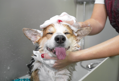 Bathing your dog at Home