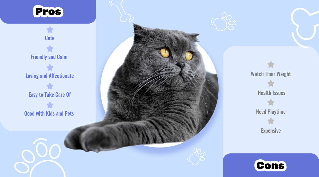 Pros and Cons of British Shorthair