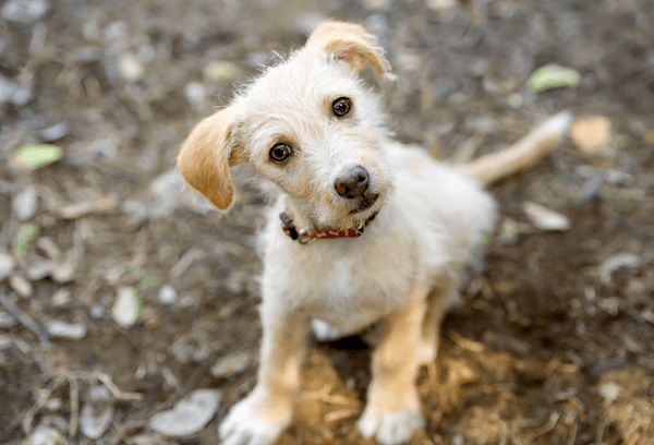 Why Do Dogs Wag Their Tails-Curious