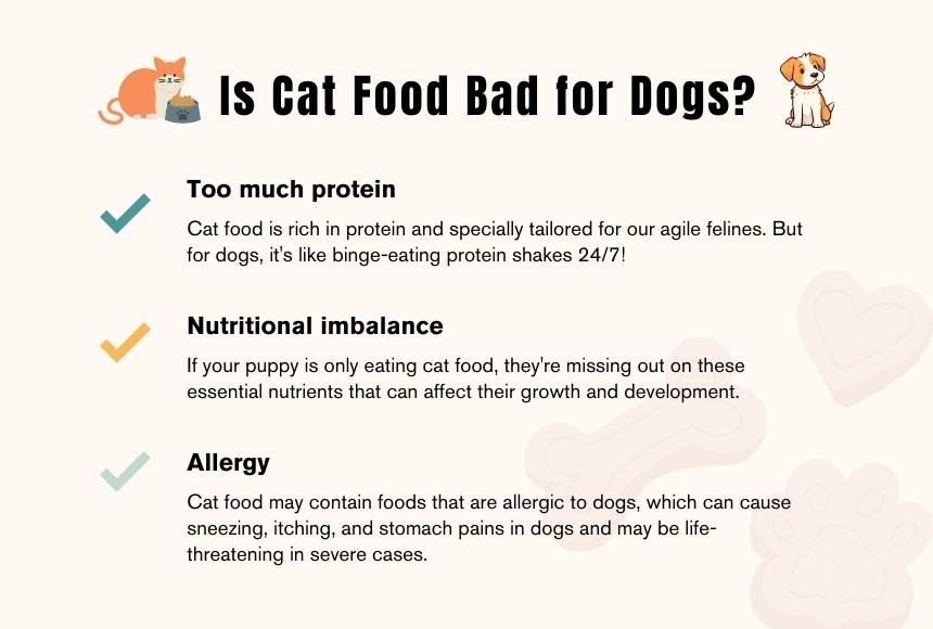 Is Cat Food Bad for Dogs?