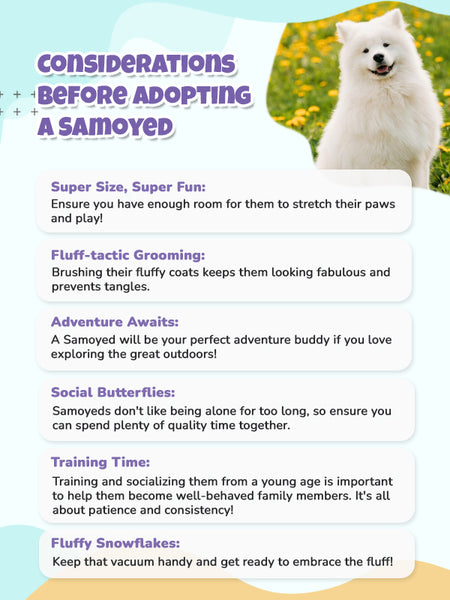 Considerations Before Adopt Samoyed