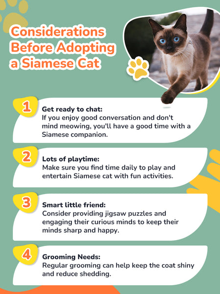 Considerations Before Adopting a Siamese Cat