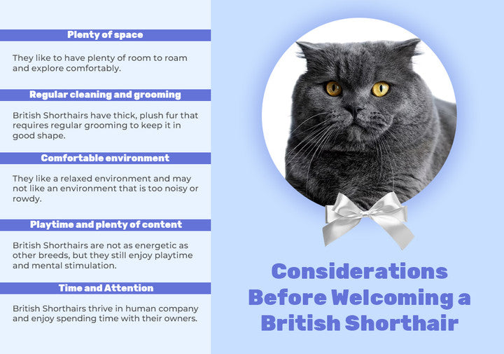 Considerations Before Welcoming a British Shorthair Cat