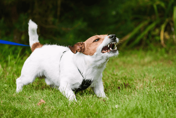 Why Do Dogs Wag Their Tails-Fearful