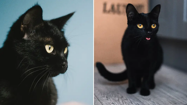 World's richest cat Blackie has a fortune of $12.5 million.