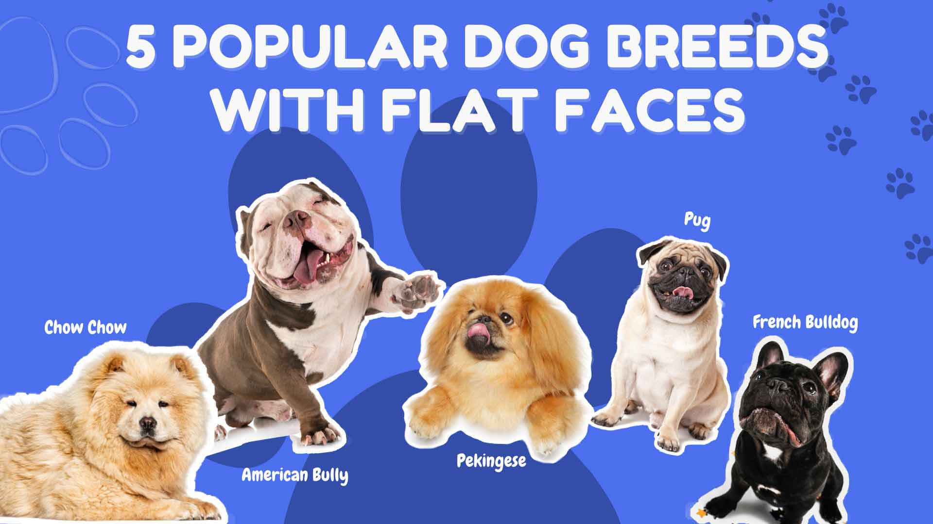 5 popular dog breeds with flat faces