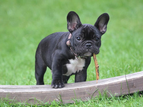 English Bulldog