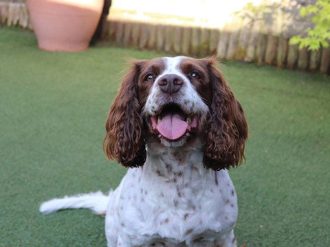 English Springer Spaniel