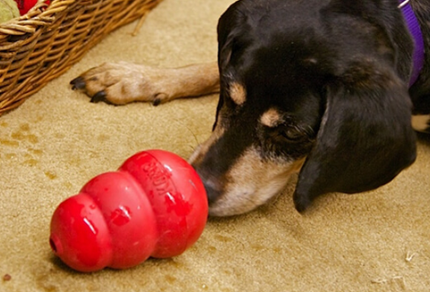 KONG Wobbler Interactive Dog Toy