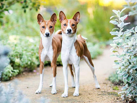 Basenji