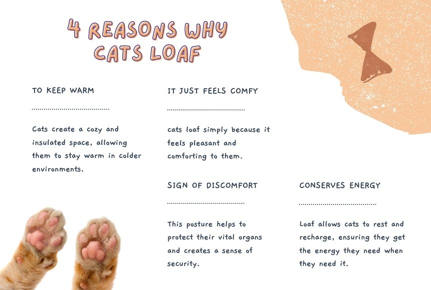 4 Reasons Why Do Cats Loaf