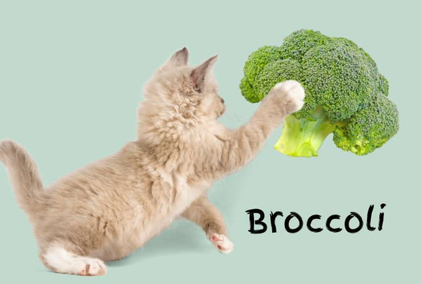 Broccoli safe for cats