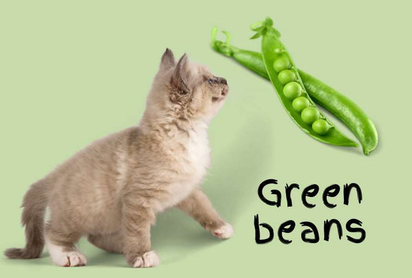 Green beans safe for cats