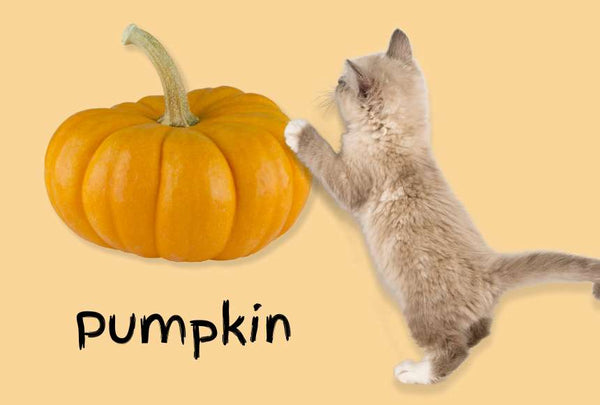 Pumpkin safe for cats
