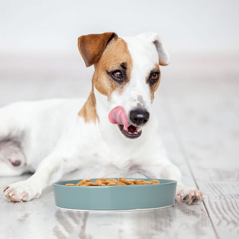 a dog eats from the spunkyjunky's ceramic slow feeder dog bowl