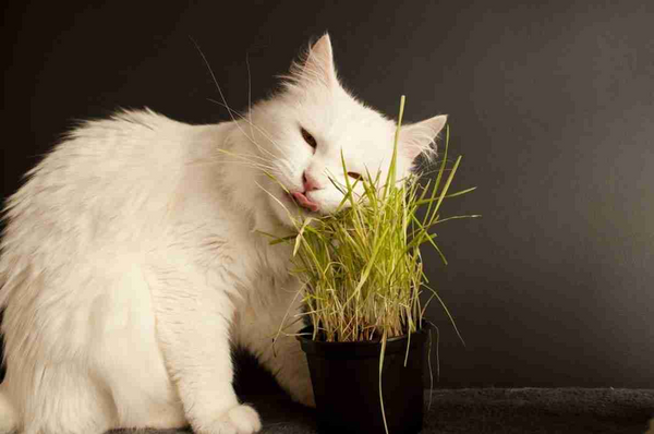 Most cats in the world do not respond to catnip