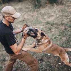 Belgian Malinois