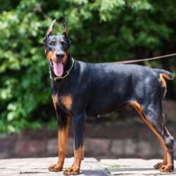 Doberman Pinscher